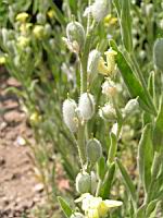 Fibigia clypeata (fam Cruciferes) (Europe meridionale, Asie occidentale) (3) (Photo F. Mrugala)